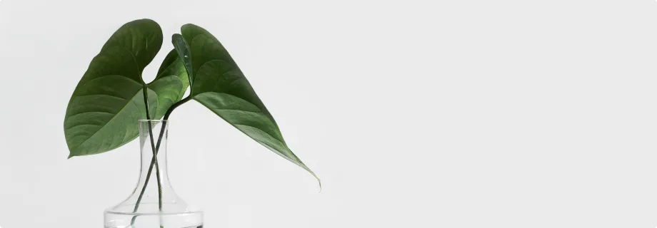 Explore Our Latest Case Studies - 球探